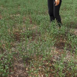 Alternative view of Peppergrass (v5)