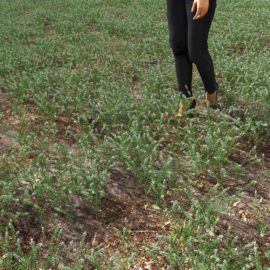 Alternative view of Peppergrass (v6)