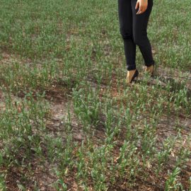 Alternative view of Peppergrass (v7)