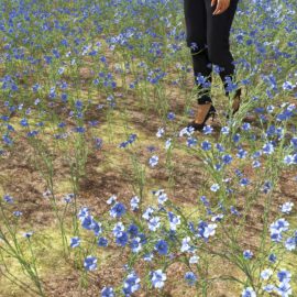 Alternative view of Blue Flax (v2)