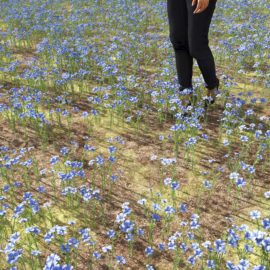 Alternative view of Blue Flax (v4)