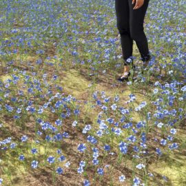 Alternative view of Blue Flax (v6)