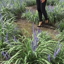 Alternative view of Big Blue Lilyturf (v1)