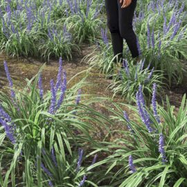 Alternative view of Big Blue Lilyturf (v2)