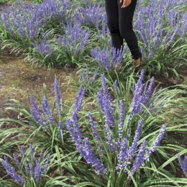 Alternative view of Big Blue Lilyturf (v3)