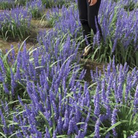 Alternative view of Big Blue Lilyturf (v4)