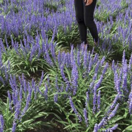 Alternative view of Big Blue Lilyturf (v5)