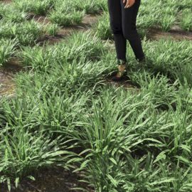 Alternative view of Big Blue Lilyturf (v6)