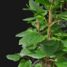 Alternative view of Mint (v1)