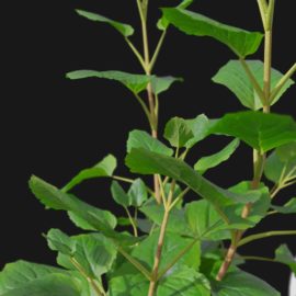 Alternative view of Mint (v3)