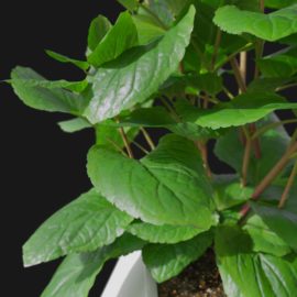 Alternative view of Mint (v4)