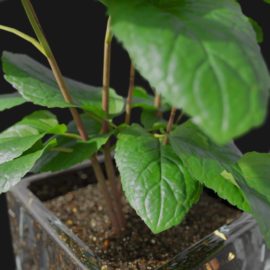 Alternative view of Mint (v5)