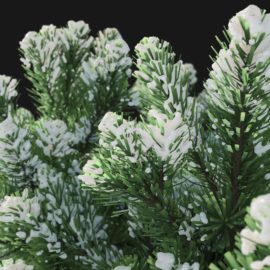 Alternative view of Mountain Pine Winter (v2)