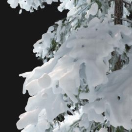 Alternative view of Norway Spruce Winter (v1)