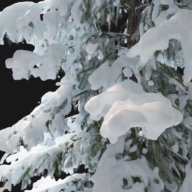 Alternative view of Norway Spruce Winter (v2)