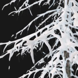 Alternative view of Norway Spruce Winter (v3)