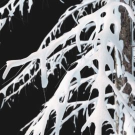 Alternative view of Norway Spruce Winter (v4)