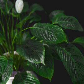 Alternative view of Peace Lily (v1)