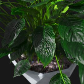 Alternative view of Peace Lily (v2)
