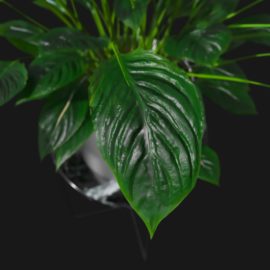 Alternative view of Peace Lily (v3)