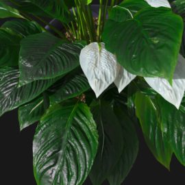 Alternative view of Peace Lily (v4)