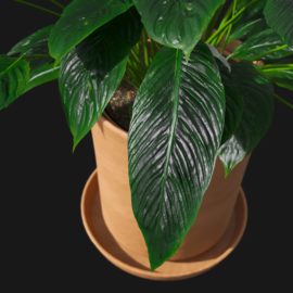 Alternative view of Peace Lily (v6)