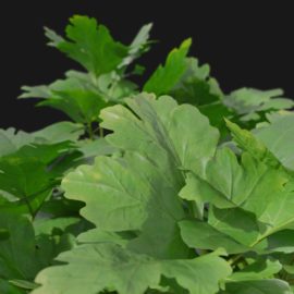 Alternative view of Parsley (v2)