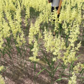 Alternative view of Canarygrass (v2)