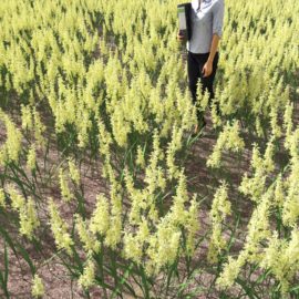 Alternative view of Canarygrass (v3)