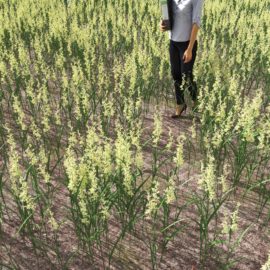 Alternative view of Canarygrass (v5)