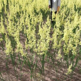 Alternative view of Canarygrass (v6)