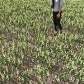 Alternative view of Canarygrass (v7)