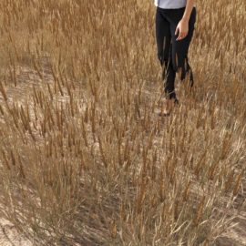 Alternative view of Perennial (v1)