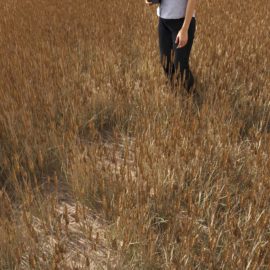 Alternative view of Perennial (v4)