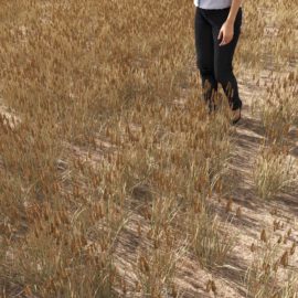 Alternative view of Perennial (v5)