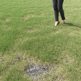 Alternative view of Kentucky Blue (v1)