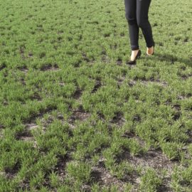 Alternative view of Kentucky Blue (v2)