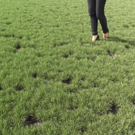 Alternative view of Kentucky Blue (v3)