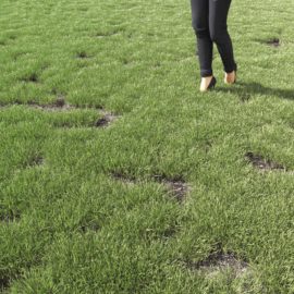 Alternative view of Kentucky Blue (v4)