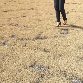 Alternative view of Kentucky Blue (v7)