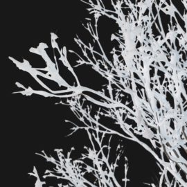 Alternative view of Red Maple Winter (v1)