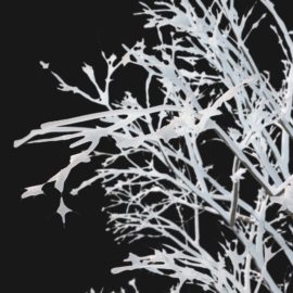 Alternative view of Red Maple Winter (v2)