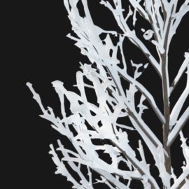 Alternative view of Red Maple Winter (v3)