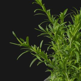 Alternative view of Rosemary (v1)