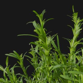 Alternative view of Rosemary (v2)