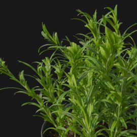 Alternative view of Rosemary (v3)
