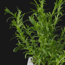 Alternative view of Rosemary (v4)