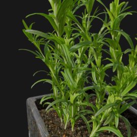 Alternative view of Rosemary (v5)