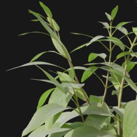 Alternative view of Sage Herb (v1)