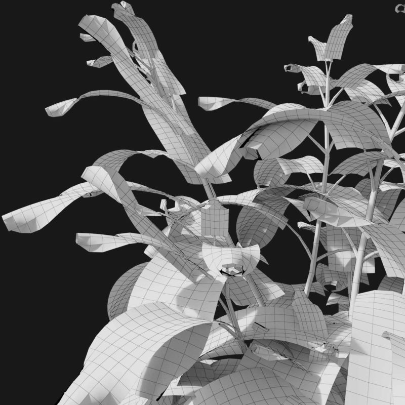 Sage Herb (v1) VIZPLANTS